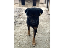 ANIMA, Hund, Mischlingshund in Rumänien - Bild 1