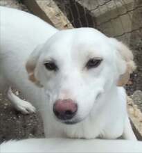 AVERY, Hund, Mischlingshund in Griechenland - Bild 8