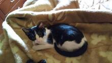 LARA, Katze, Europäisch Kurzhaar in Spanien - Bild 7