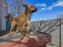 PISO, Hund, Mischlingshund in Slowakische Republik - Bild 1