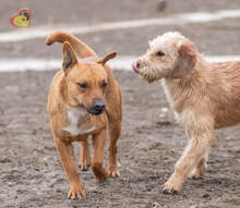 PISO, Hund, Mischlingshund in Slowakische Republik - Bild 10