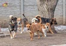 PISO, Hund, Mischlingshund in Slowakische Republik - Bild 11