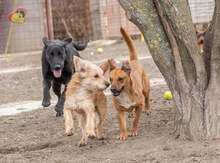 PISO, Hund, Mischlingshund in Slowakische Republik - Bild 12