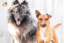 PISO, Hund, Mischlingshund in Slowakische Republik - Bild 14