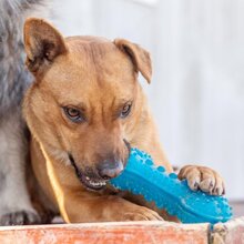 PISO, Hund, Mischlingshund in Slowakische Republik - Bild 15