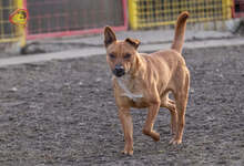 PISO, Hund, Mischlingshund in Slowakische Republik - Bild 3