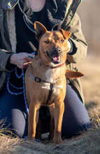 PISO, Hund, Mischlingshund in Slowakische Republik - Bild 4