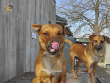 PISO, Hund, Mischlingshund in Slowakische Republik - Bild 6