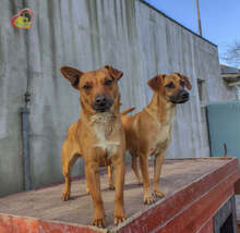 PISO, Hund, Mischlingshund in Slowakische Republik - Bild 7
