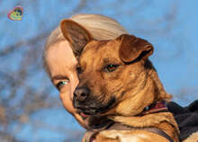 PISO, Hund, Mischlingshund in Slowakische Republik - Bild 9