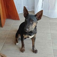 ZEUS, Hund, Mischlingshund in Slowakische Republik - Bild 5