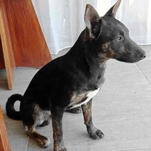 ZEUS, Hund, Mischlingshund in Slowakische Republik - Bild 6