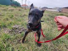 ZEUS, Hund, Mischlingshund in Slowakische Republik - Bild 9