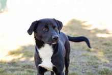 LARRY, Hund, Mischlingshund in Kroatien - Bild 1