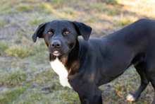 LARRY, Hund, Mischlingshund in Kroatien - Bild 4