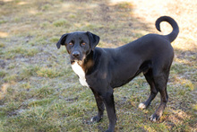 LARRY, Hund, Mischlingshund in Kroatien - Bild 5