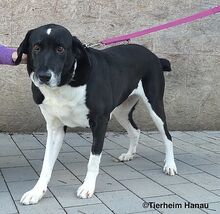 NADJA, Hund, Mischlingshund in Steinheim - Bild 10