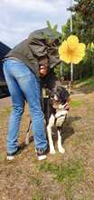 NADJA, Hund, Mischlingshund in Steinheim - Bild 4