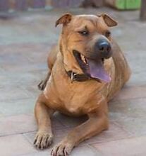 KIARA, Hund, Mischlingshund in Spanien - Bild 2