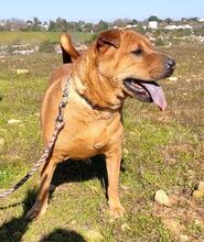 KIARA, Hund, Mischlingshund in Spanien - Bild 5