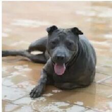 MIA, Hund, Mischlingshund in Spanien - Bild 3
