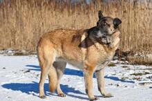 RITAY73, Hund, Deutscher Schäferhund-Mix in Slowakische Republik - Bild 10