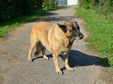 RITAY73, Hund, Deutscher Schäferhund-Mix in Slowakische Republik - Bild 2