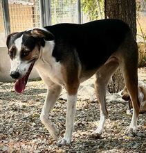 TRIKI, Hund, Mischlingshund in Steinheim - Bild 12