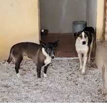TRIKI, Hund, Mischlingshund in Steinheim - Bild 14