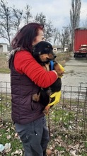 MOLLI, Hund, Mischlingshund in Rumänien - Bild 1