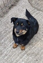 MOLLI, Hund, Mischlingshund in Rumänien - Bild 10