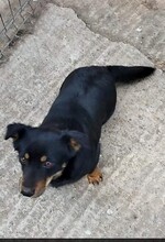 MOLLI, Hund, Mischlingshund in Rumänien - Bild 11