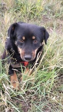 MOLLI, Hund, Mischlingshund in Rumänien - Bild 13