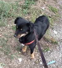 MOLLI, Hund, Mischlingshund in Rumänien - Bild 14