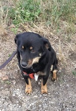 MOLLI, Hund, Mischlingshund in Rumänien - Bild 15