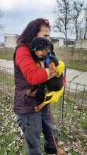 MOLLI, Hund, Mischlingshund in Rumänien - Bild 4