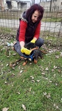 MOLLI, Hund, Mischlingshund in Rumänien - Bild 5