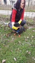 MOLLI, Hund, Mischlingshund in Rumänien - Bild 6