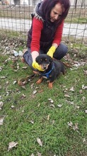 MOLLI, Hund, Mischlingshund in Rumänien - Bild 7