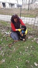 MOLLI, Hund, Mischlingshund in Rumänien - Bild 8