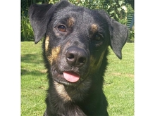 MADONIUS, Hund, Mischlingshund in Spardorf - Bild 1