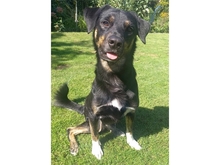 MADONIUS, Hund, Mischlingshund in Spardorf - Bild 2