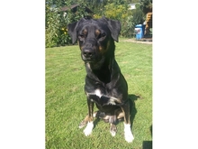 MADONIUS, Hund, Mischlingshund in Spardorf - Bild 4