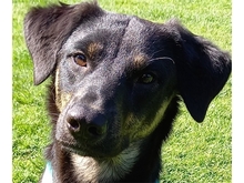 MADONIUS, Hund, Mischlingshund in Spardorf - Bild 5