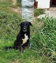 JOHN, Hund, Mischlingshund in Rumänien - Bild 1