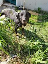 JOHN, Hund, Mischlingshund in Rumänien - Bild 2