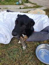 JOHN, Hund, Mischlingshund in Rumänien - Bild 3