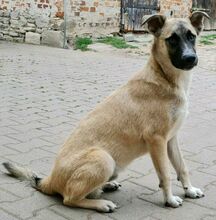 LEO, Hund, Mischlingshund in Osternienburger Land - Bild 1