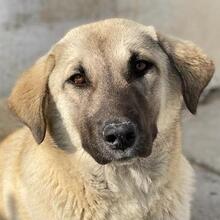 OSLA, Hund, Mischlingshund in Griechenland - Bild 1