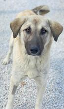 OSLA, Hund, Mischlingshund in Griechenland - Bild 11